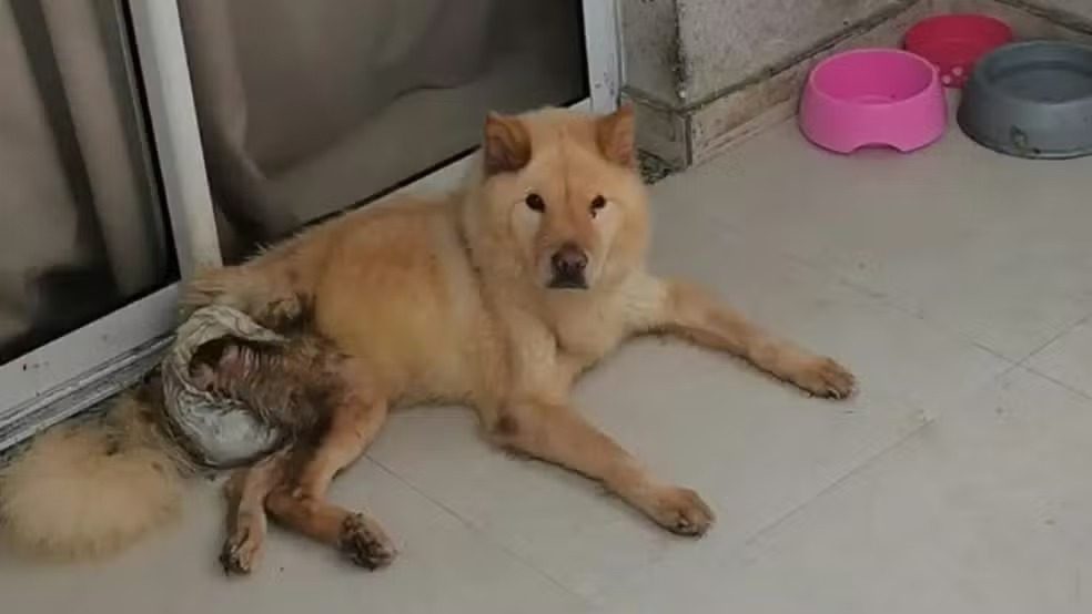 Cadela da raça Chow Chow resgatada em situação de maus-tratos na Serra, no Espírito Santo.
